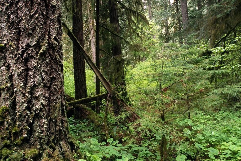 Massive old-growth fir in a mossy, fern-filled forest in Gifford Pinchot National Forest