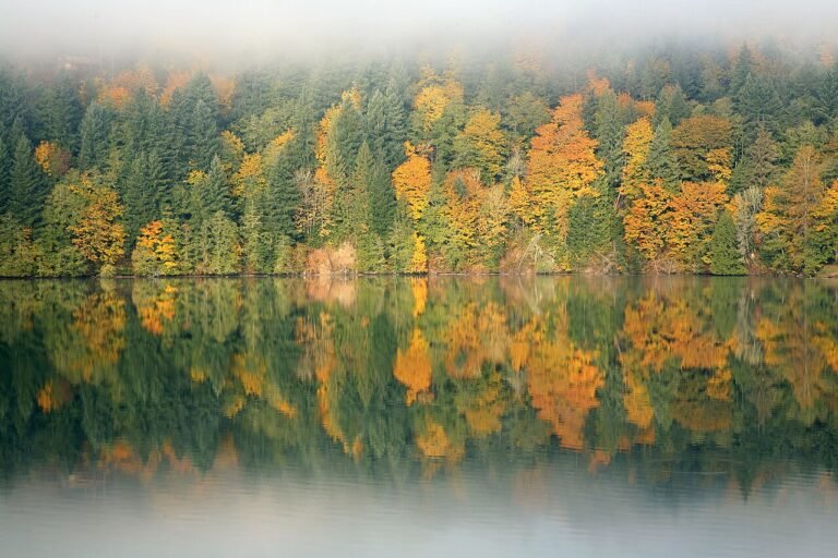 Autumn trees reflected in calm Mayfield Lake