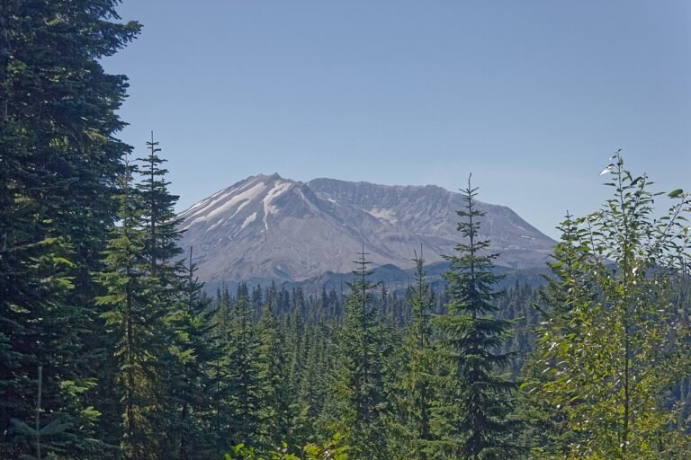 Mount St. Helens framed by evergreens, seen from Windy Ridge