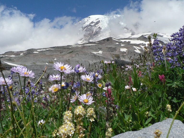 Lupine, paintbrush and daisies blooming in a meadow above Paradise